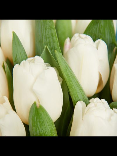 Букет из 15 тюльпанов