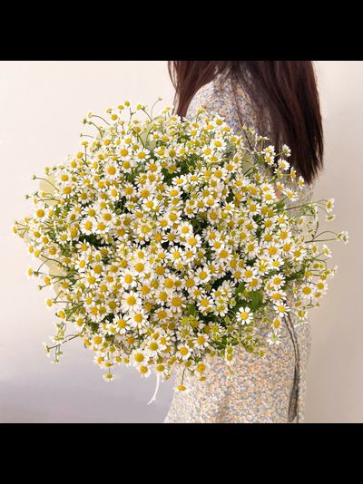 25 кустовых ромашек