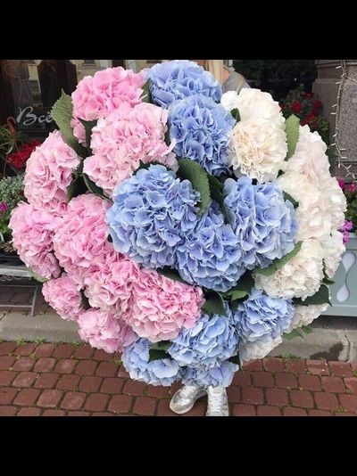 29 гортензий