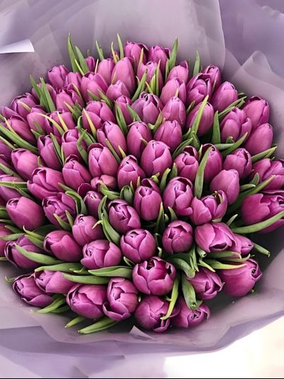 101 тюльпан "Liloo"