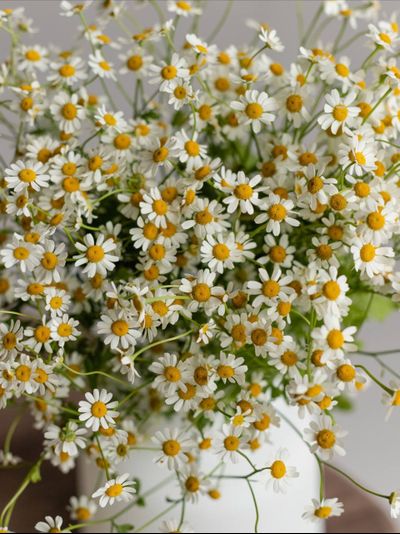 ЦВЕТОК ДНЯ РОМАШКА ТАНАЦЕТУМ