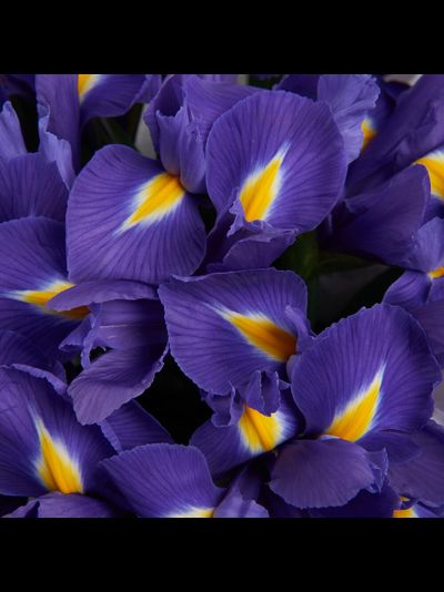 Шляпная коробка с ирисами