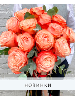 Новинки