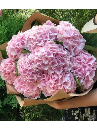 11 розовых гортензий в крафте