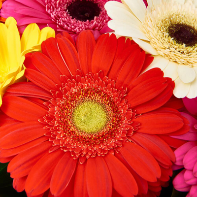 15 гербер в крафте