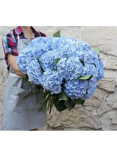 15 голубых гортензий