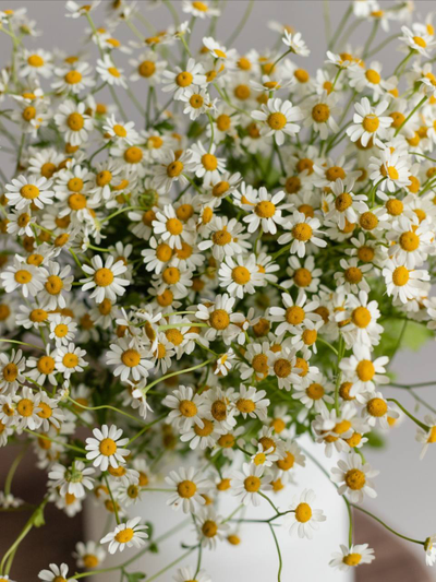 ЦВЕТОК ДНЯ РОМАШКА ТАНАЦЕТУМ